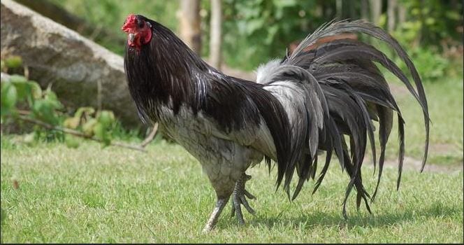 Bật mí cách chơi đá gà ăn tiền trực tuyến từ cao thủ 1