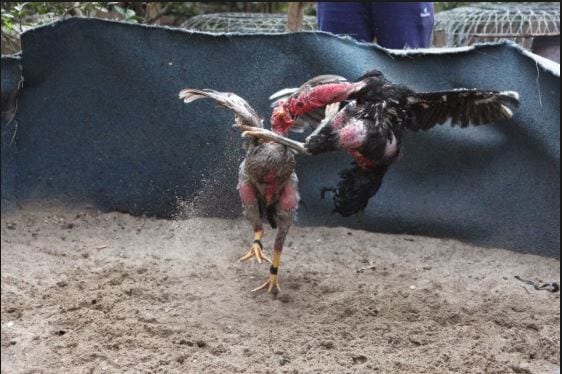 Chia sẻ một số kinh nghiệm hay về đá gà cựa sắt qua mạng 1