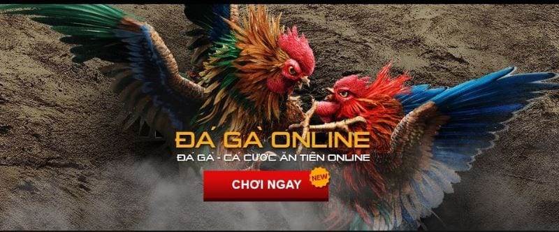 Giải đáp thắc mắc đá gà trực tuyến lừa đảo người chơi cá cược thật hay không? 27