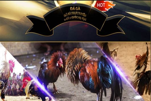 Gợi ý các hình thức đá gà trực tuyến phổ biến nhất hiện nay bạn có thể tham khảo 1