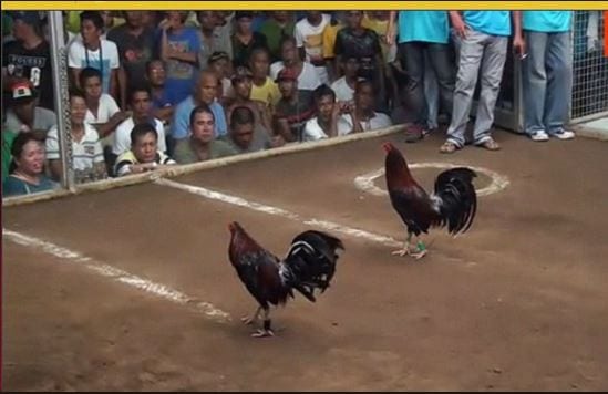 Hướng dẫn cược đá gà trực tiếp Campuchia hôm nay hot nhất 4