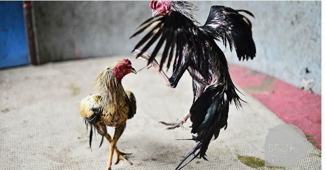 Hướng dẫn cược đá gà trực tiếp Campuchia hôm nay hot nhất 1