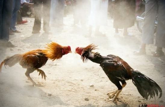 Kể tên những nhà cái đá gà trực tuyến số 1 Việt Nam 1