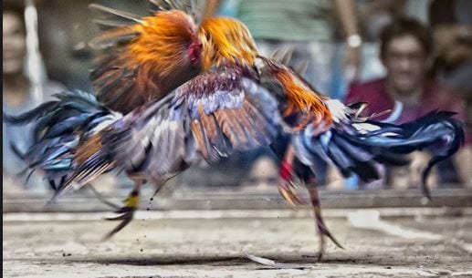 Trả lời câu hỏi chơi chọi gà ăn tiền qua mạng có khó không? 35