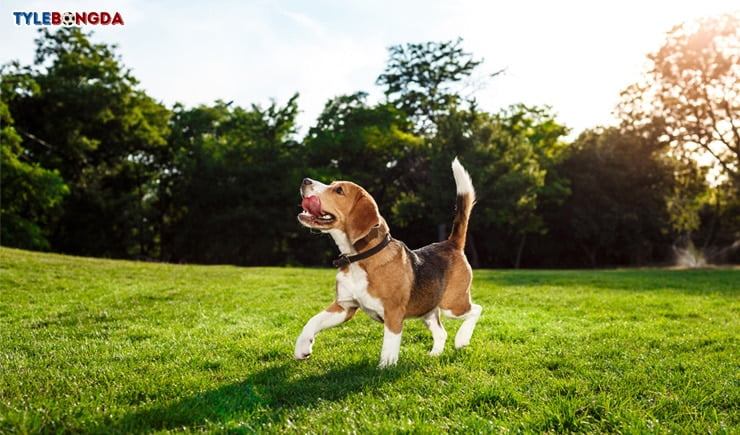 Giải mã giấc mơ thấy chó đánh con gì