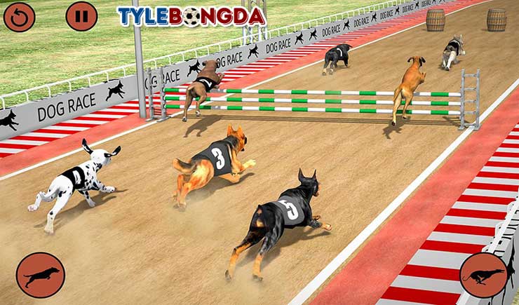 Cá cược đua chó online