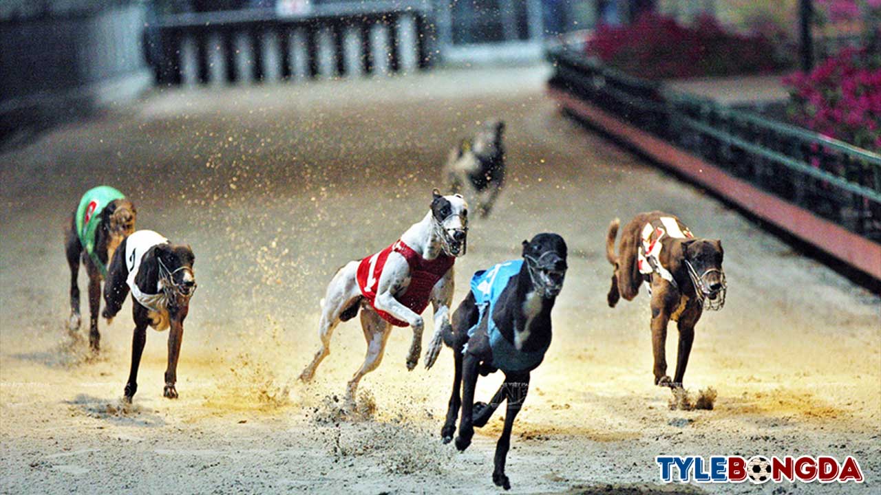 Cá cược đua chó